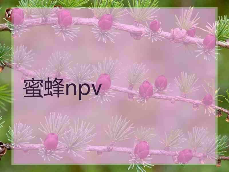 蜜蜂npv