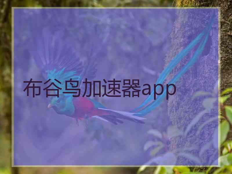 布谷鸟加速器app