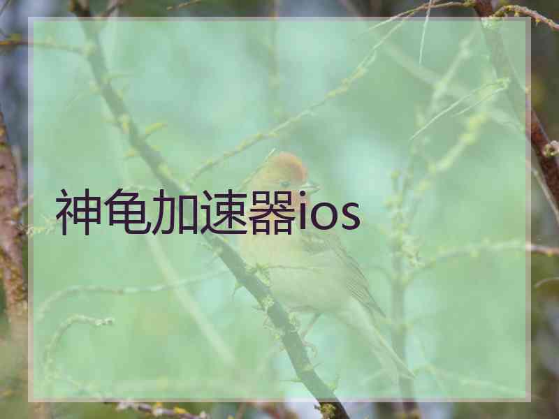 神龟加速器ios